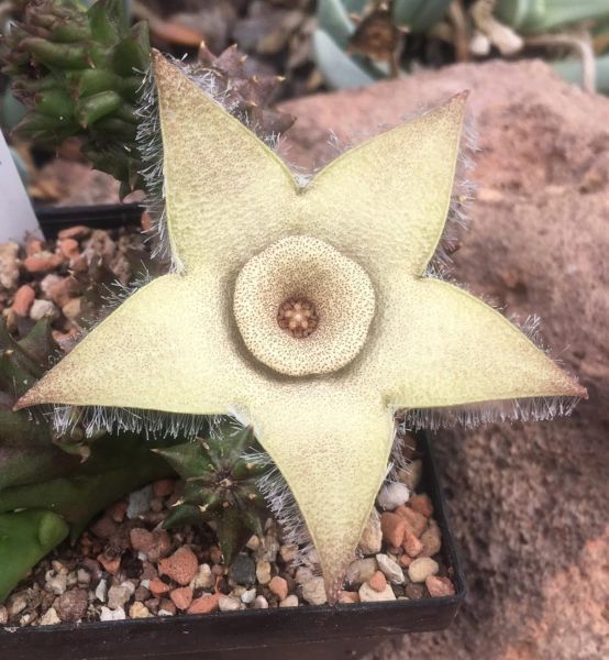 Orbea ciliata